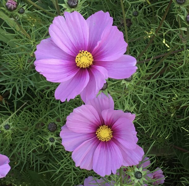 Cosmos 'Sea Shells Red