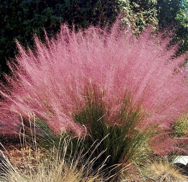 Muhlenbergija ''Ruby''
