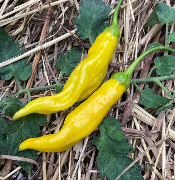 Čili pipari “Aji Limon”