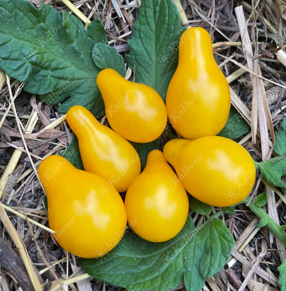 Tomāti “Dzintara Lāsītes” (stāds)