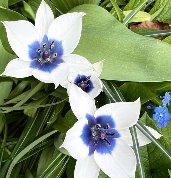 Botāniskā tulpe “Alba coerulea” 05/10/24