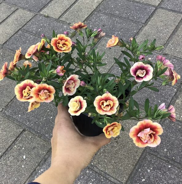 Kalibrahoja “Calita Double Sunset”