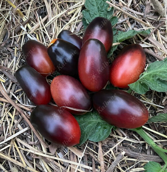 Tomāti “Black Kumquat”