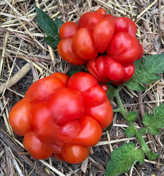 Tomāti “Reisetomate”