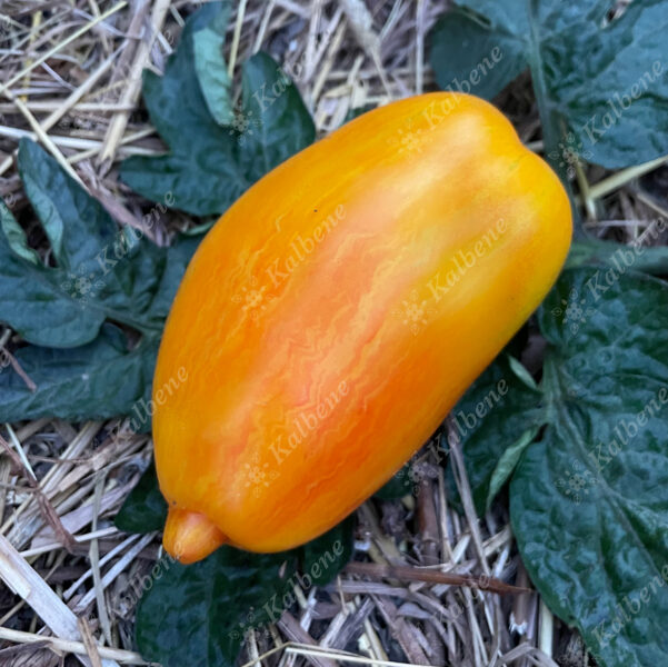 Tomāti “Yellow Fire”