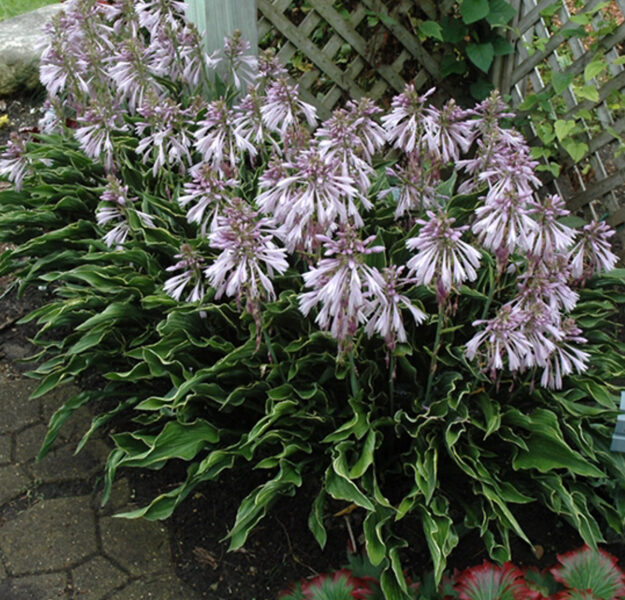 Hosta “Prying Hands”