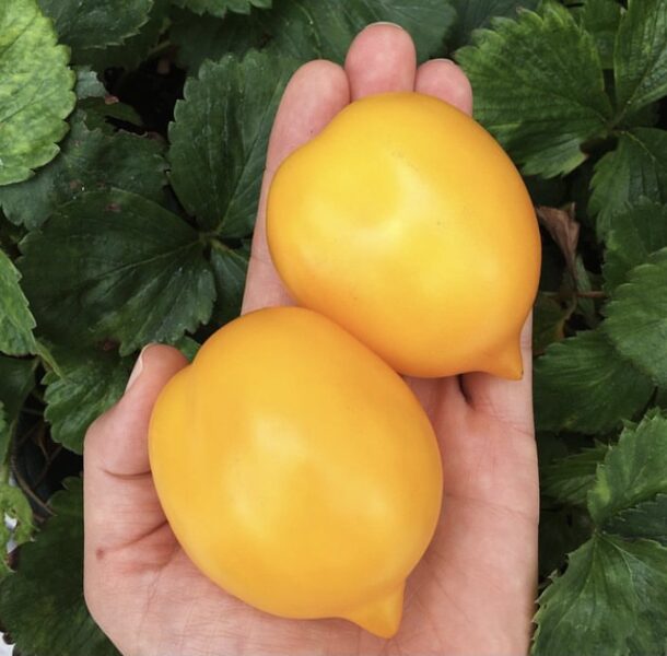 Tomāti “Lemon Tree”