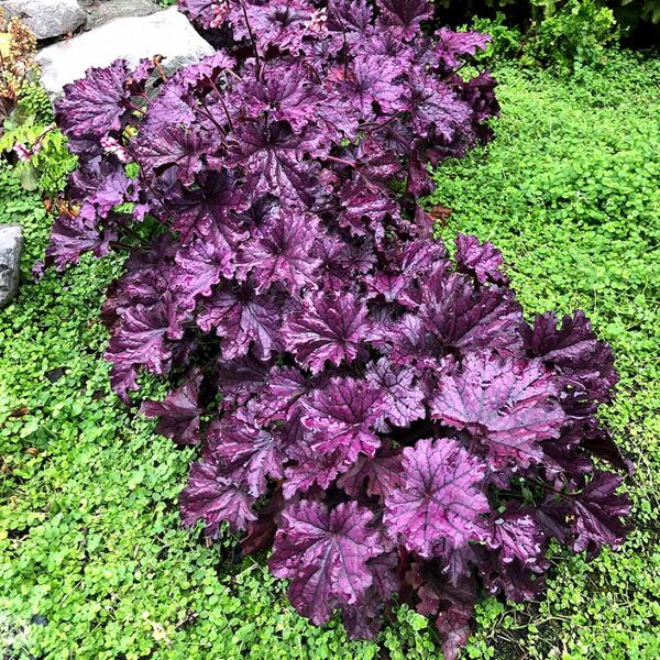 Heihera “Forever Purple”