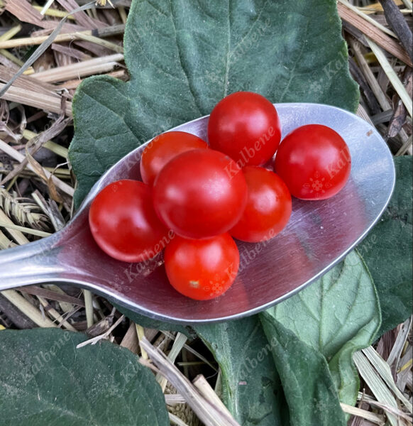 Tomāti “Spoon Red”