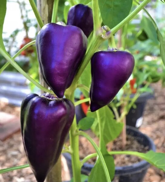 Saldā paprika “Nokturn”