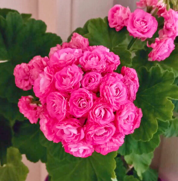 Pelargonium “Survivor Idols Rosalinda”