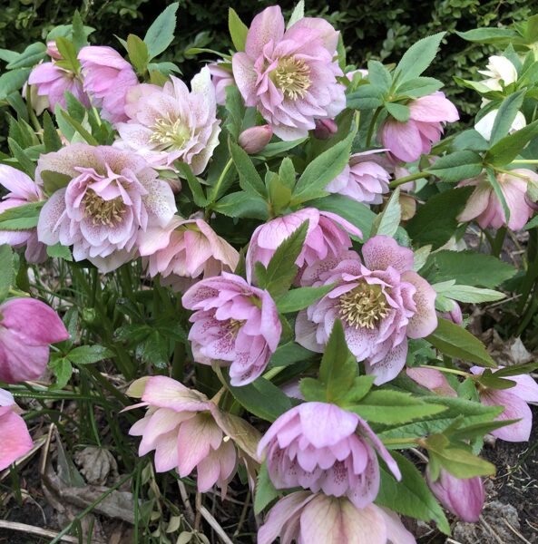 Sniega Roze “Double Ellen Pink”
