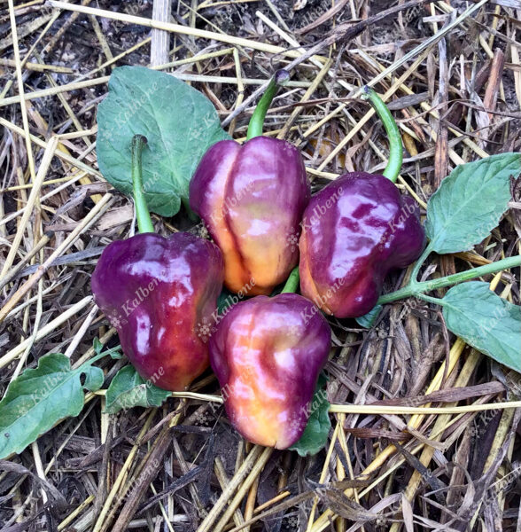 Čili pipari “Ufo Purple”