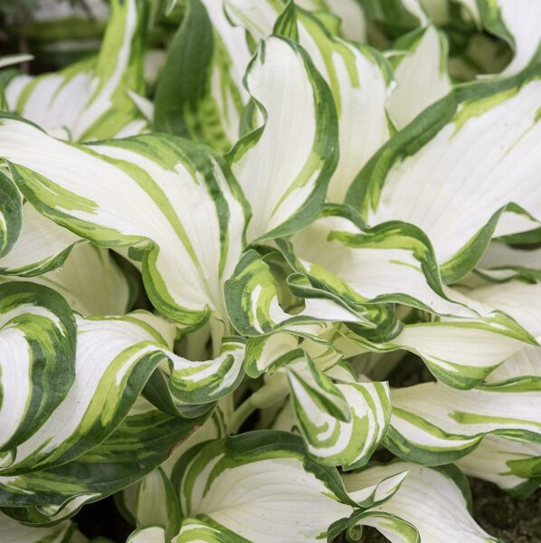 Jaunstāds - Hosta “Undulata”