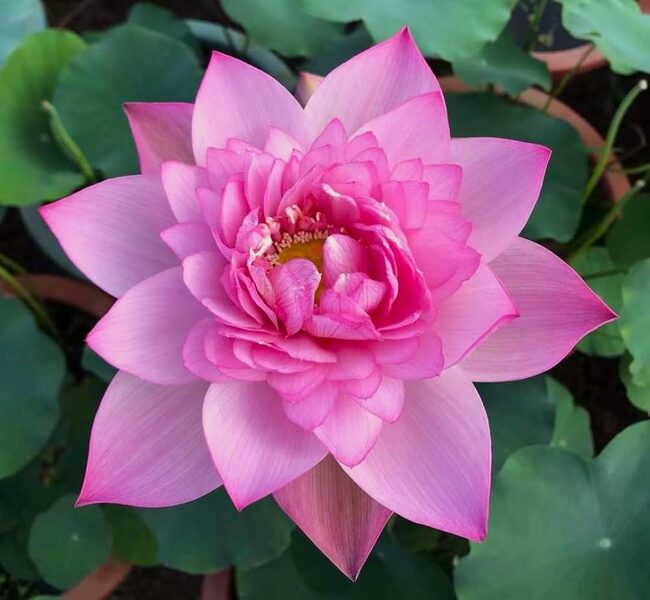 Lotoss 'Rosea Plena'