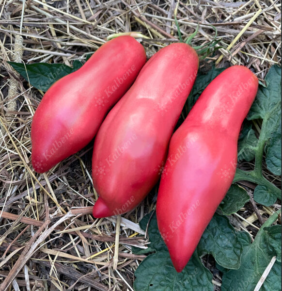 Tomāti “Pink Fang”