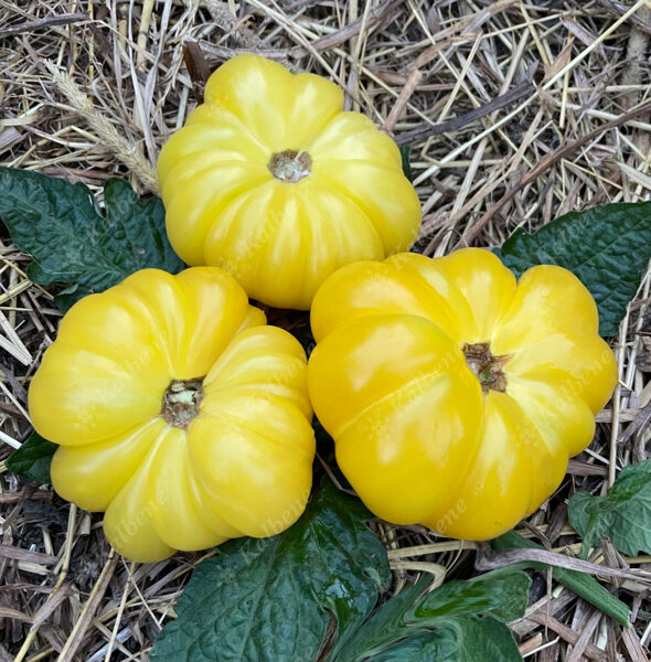 Tomāti “Tīģera Ķepa”
