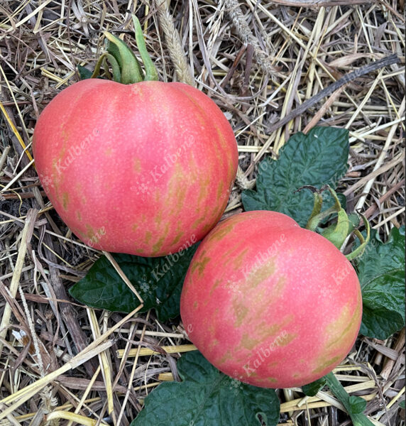 Tomāti “Pink Furry Boar”