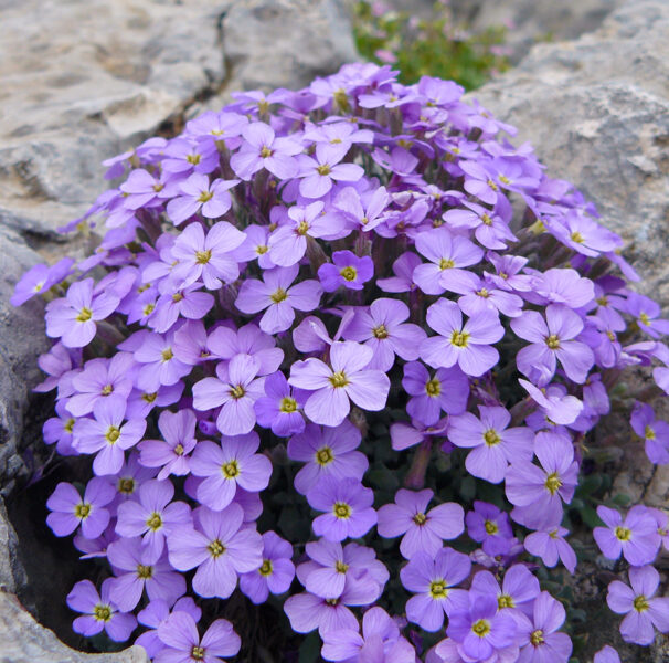 Obrēta “Audrey Sky Blue”