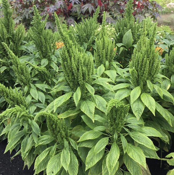 Amarants “Green Thumb”