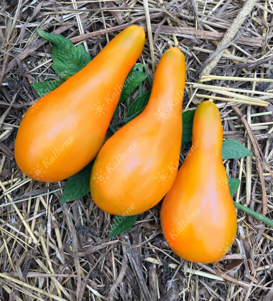 Tomāti “Mila”