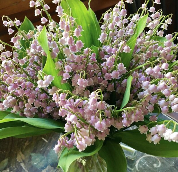 Convallaria majalis “Rosea”