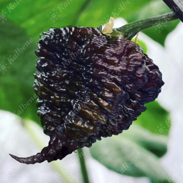Čili pipars “Carolina Reaper Purple”