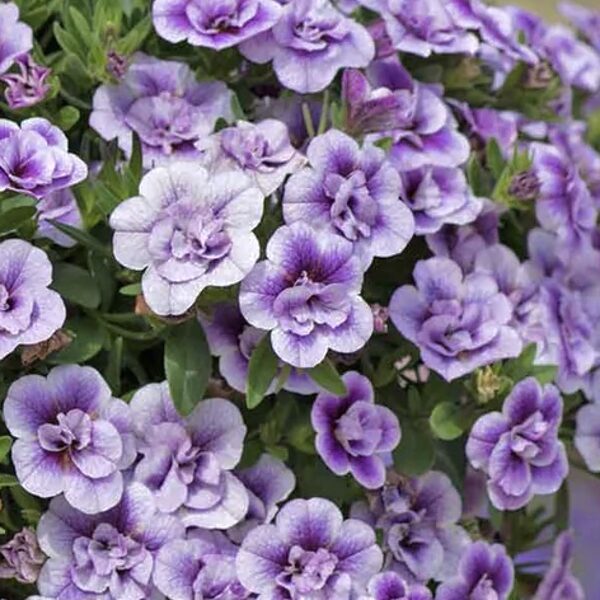 Kalibrahoja “Calita Double Blue Bicolour”