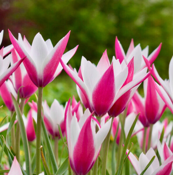 Botāniskā tulpe “Peppermint Stick” 05/10/24