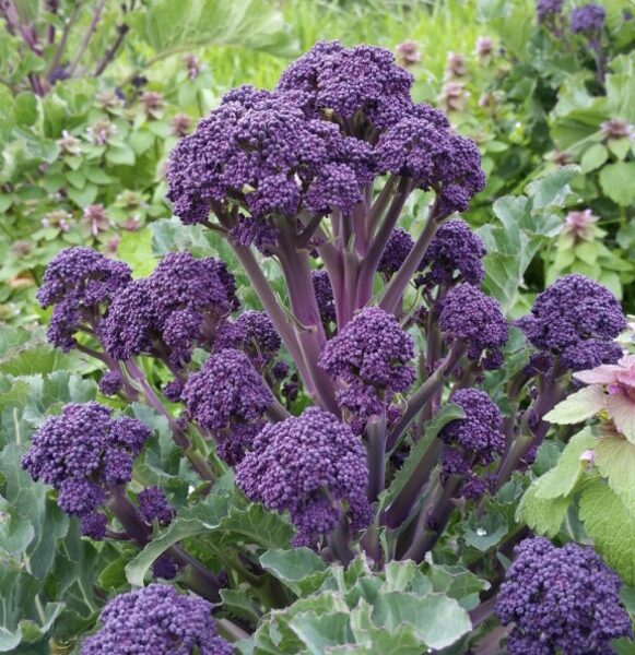 Brokoļi “Purple Sprouting Early”