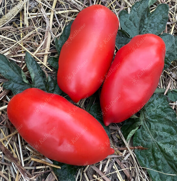 Tomāti “San Marzano 2”