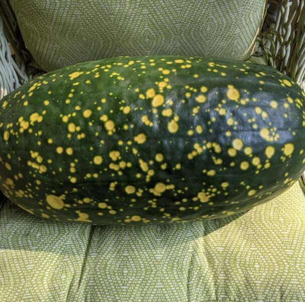 Arbūzs “Moon and Stars”