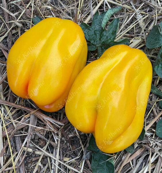 Tomāti “Drapee”