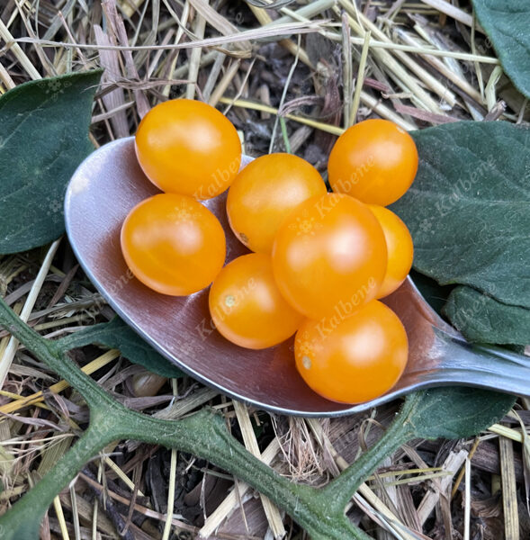 Tomāti “Spoon Yellow”
