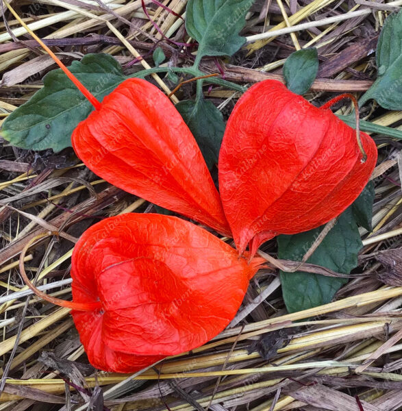 Daudzgadīgais fizālis