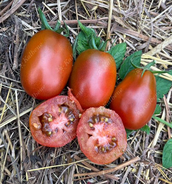 Tomāti “Morīši”