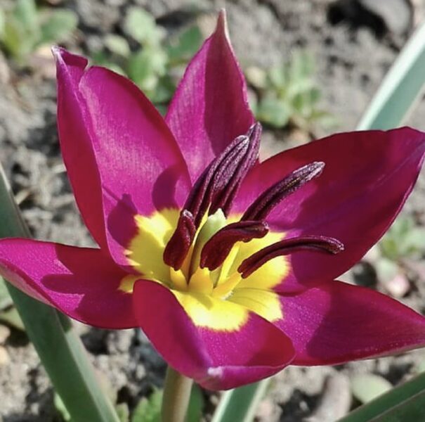 Botāniskā tulpe “Odalisque” 05/10/24