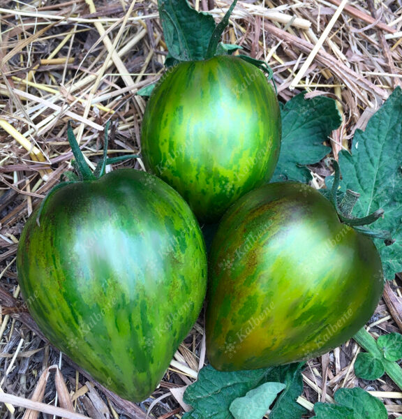 Tomāti “Moonstone”