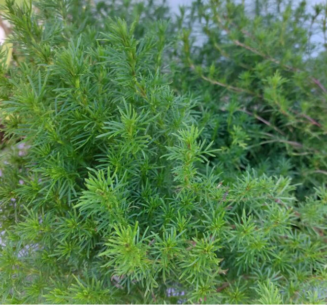 Lakricas samtene