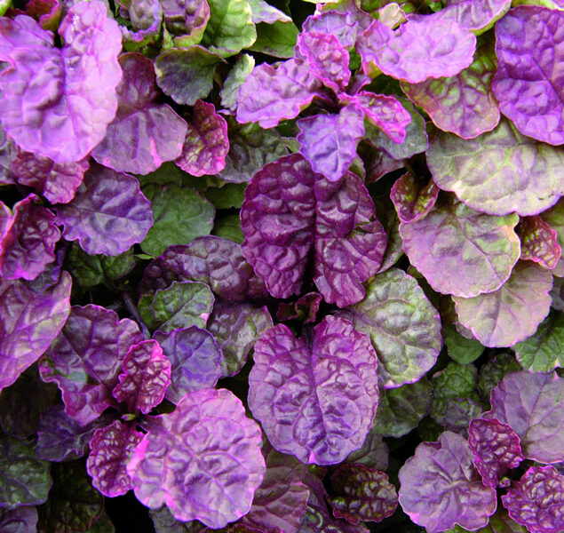 Ložņu cekuliņš “Sugar Plum”