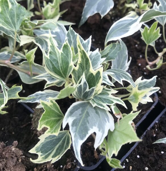 Efeja “White Ripple”