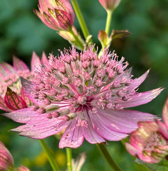 Astrancija “Rosa”