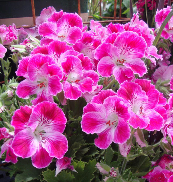 Karaliskā pelargonija “Bermuda Rose”