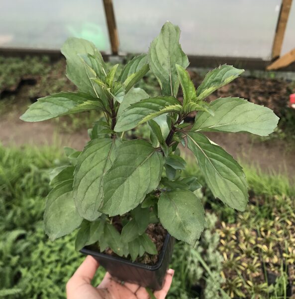 Citronu mētra