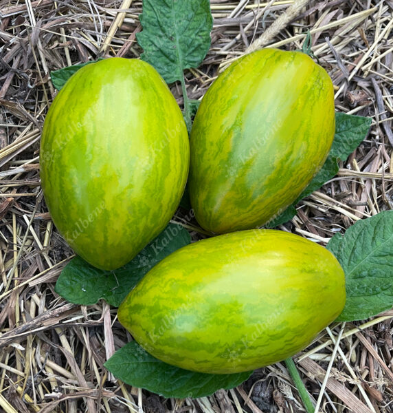 Zemie tomāti “Dwarf Saucy Mary”