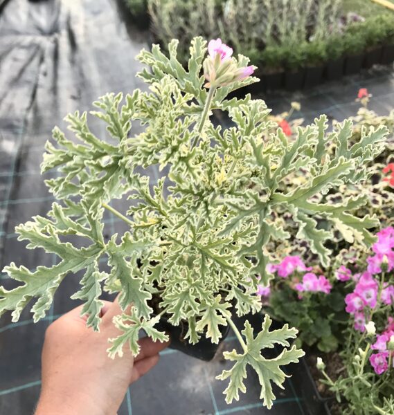 Jaunstāds Smaržlapu pelargonija - piparmētru