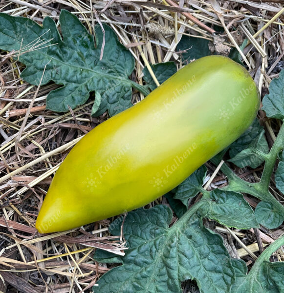 Zaļais pipartomāts