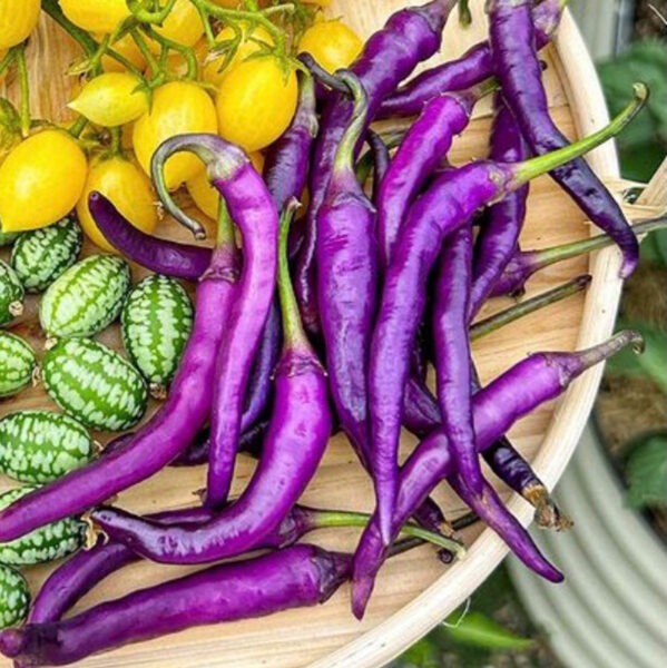 Čili pipars “Cayenne Lilac”