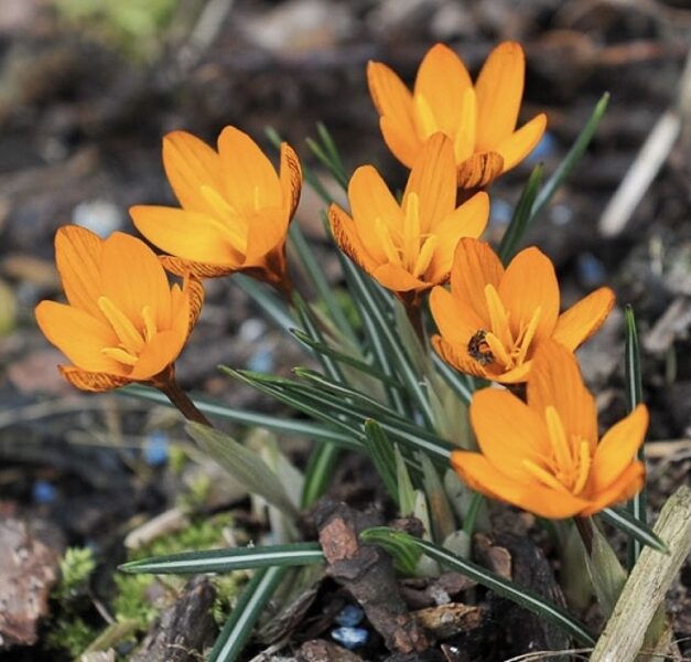 Krokuss “Orange Monarch”