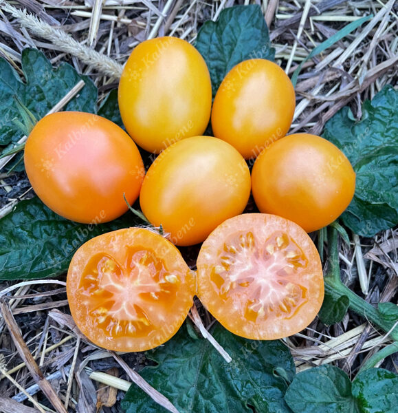 Tomāti “Medutiņš”